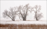 Snow along the River Elbe #1