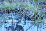 Wilson's Snipe portfolio