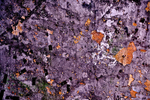 Fleurs Oranges