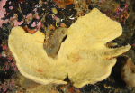 Axinella infundibuliformis