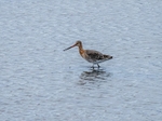 Black-tailed Godwit