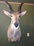 RENICK-ELAND