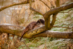 european otter lutra lutra-0669