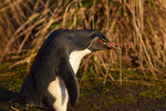 Rockhopper Penguin Collecting Nesting Material
