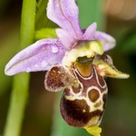 Horned Ophrys (Ophrys cornuta = O. oestrifera)