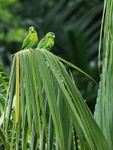 Orange-chinned Parakeet portfolio