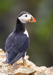 Puffin