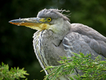 Grey Heron