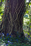 Tree - 8774