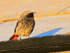Black Redstart (male) perched on a gutter at Anvil Point Lighthouse
