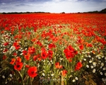 No.0118 Exton Road Poppies