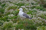 Herring Gull