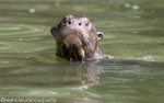 Giant Otter
