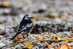 Wagtail