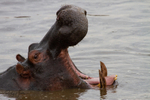 Hippo Pool 3