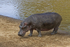 Hippo