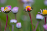 In the world  of Ladybirds