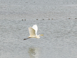 Great White Egret