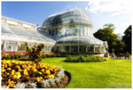 The Palm House, Belfast Botanic Gardens (IMG0262)