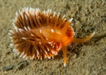 Aeolidiella sanguinea