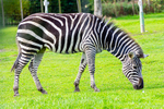 Zebra - DSC_5054