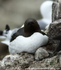 SBA011: Nesting Guillemot