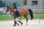 Bishop's Court Farm - Dressage Champs 26-09-25 portfolio