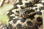 Adder 3