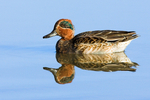 Green Winged Teal