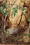 Grey partridge,hedgerow haven
