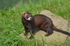 Polecat