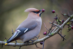WAXWING HALKYN 6