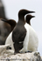 SBA005: Three guillemots
