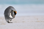 King Penguin portfolio