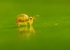 Sminthurinus aureus