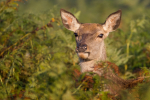 Red Deer