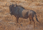Wilderbeast