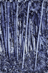 Bamboo-1595_3_4 Blue HDR
