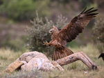 Black Kite landing on rock, Catalonia, Spain