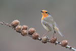 Robin perched on branch, Otterbourne, Hampshire