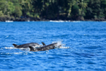 False Killer Whales, Costa Rica