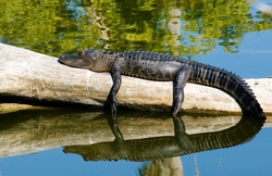 Aligators _0014