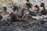Eurasian Otter, Isle of Mull