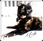 Recommended-cat-sitter-London