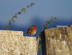Robin
