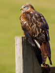 RED KITE 7