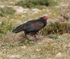 Bald Ibis 1