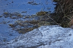 Temminck’s Stint