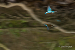 The Blue Flash! - Kingfisher