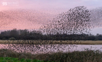 Starling Murmurations, Avalon Marshes_GS1124